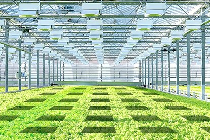 An illustrative image of Horticulture Lighting applied in the greenhouse.