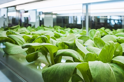 Samsung LEDs full spectrum horticulture lighting allows increased crop output and quality, revolutionizing agriculture